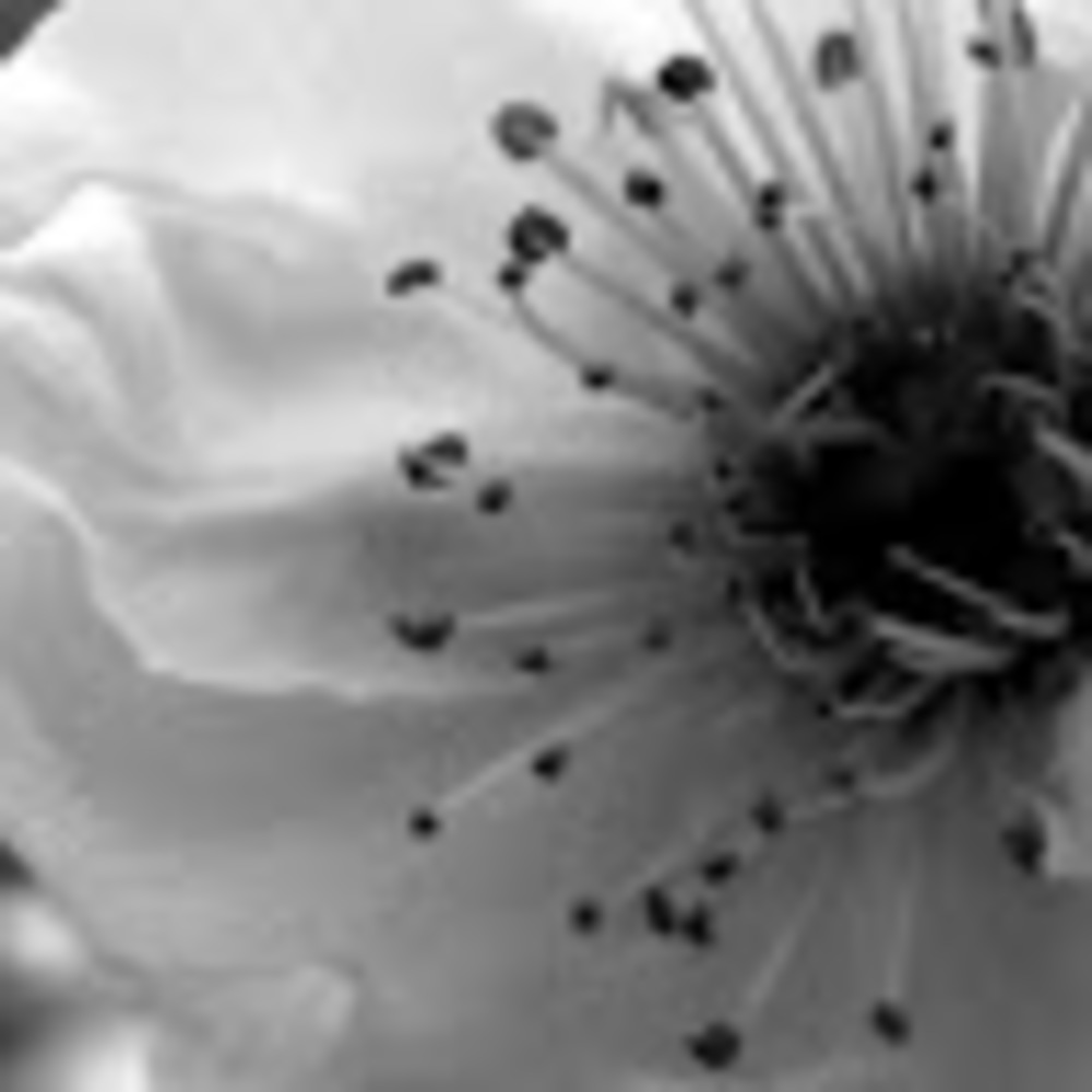 Meet your Posher, Rachael